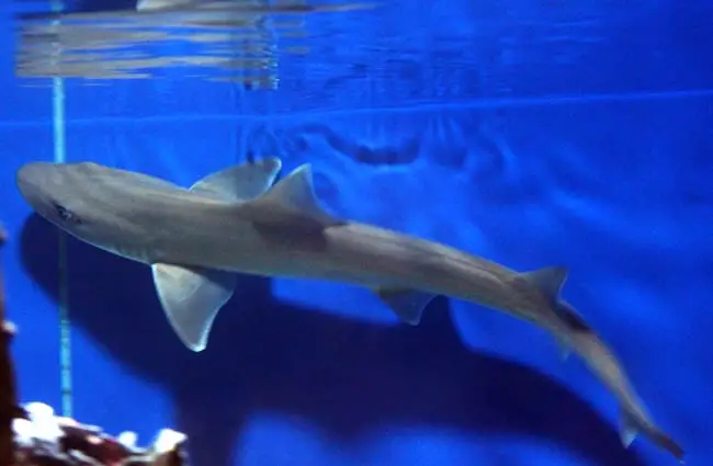 Dogfish a Cape Henlopen Állami Park természeti központjában fotó: James H. 