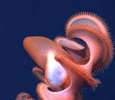 Rarely Seen Dumbo Octopusphoto By: Noaa Photo Libraryhttps://Creativecommons.org/Licenses/By/2.0/