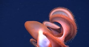 Rarely seen Dumbo OctopusPhoto by: NOAA Photo Libraryhttps://creativecommons.org/licenses/by/2.0/
