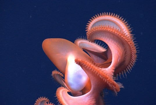 Rarely seen Dumbo OctopusPhoto by: NOAA Photo Libraryhttps://creativecommons.org/licenses/by/2.0/
