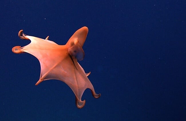 Beautiful Dumbo Octopus in deep blue waters Photo by: NOAA Photo Library https://creativecommons.org/licenses/by/2.0/