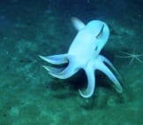White Dumbo Octopus Swimming Around Cascadia Basin Photo By: Ocean Networks Canada Https://Creativecommons.org/Licenses/By/2.0/