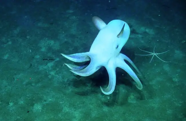 White Dumbo Octopus swimming around Cascadia Basin Photo by: Ocean Networks Canada https://creativecommons.org/licenses/by/2.0/