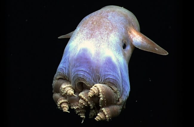 Dumbo Octopus uses his ear-like fins to slowly swim away Photo by: NOAA Okeanos Explorer