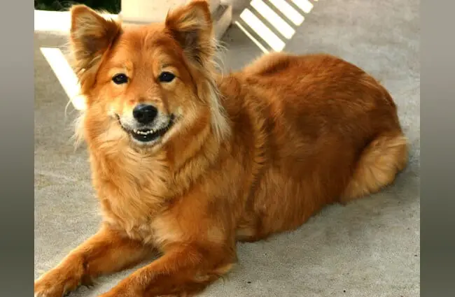 Финский шпиц - Счастливая собака! Фото: Ноэль Зия Ли https://creativecommons.org/licenses/by/2.0/
