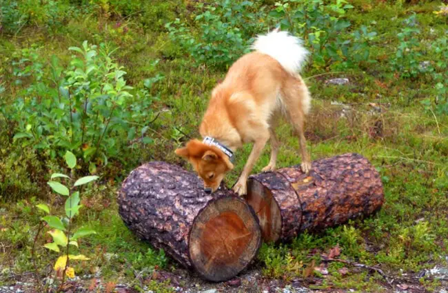 Finnish Spitz hunting prey in a log Photo by: Mikael Hillerström https://creativecommons.org/licenses/by/2.0/