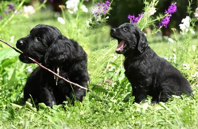 Flat-Coated Retriever puppies lazing in the yard Photo by: (c) Zuzule www.fotosearch.com