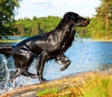 Flat-Coated Retriever Running Up, Out Of The Water Photo By: (C) Nelosa Www.fotosearch.com