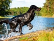 Flat-Coated Retriever running up, out of the water
Photo by: (c) Nelosa www.fotosearch.com