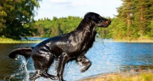 Flat-Coated Retriever running up, out of the water
Photo by: (c) Nelosa www.fotosearch.com