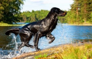 Flat-Coated Retriever running up, out of the water
Photo by: (c) Nelosa www.fotosearch.com