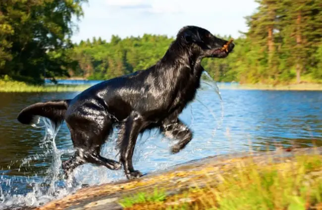 Flat-Coated Retriever running up, out of the water Photo by: (c) Nelosa www.fotosearch.com