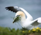 A Northern Gannet With Nesting Material