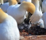 Gannet Feeding A Chick