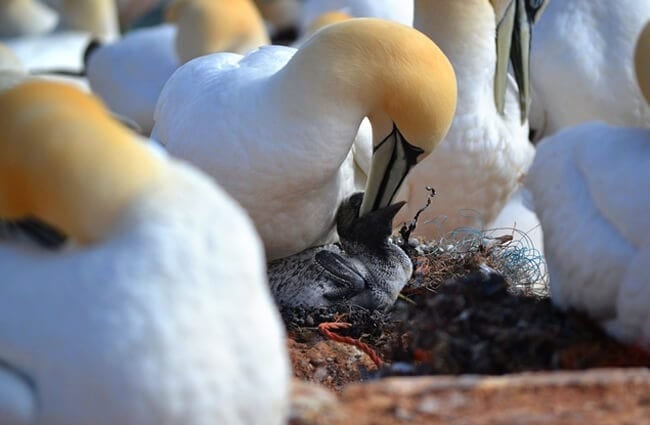 Gannet feeding a chick