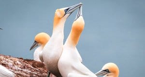 A pair of beautiful Gannets