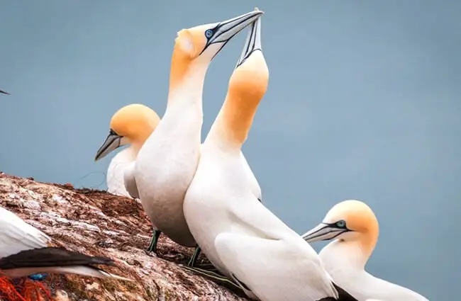 A pair of beautiful Gannets
