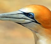 Closeup Of A Beautiful Gannet - Notice The Blue Around The Eye