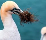 Gannet With A Beak-Full Of Nesting Material