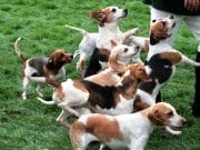 A happy pack of Harriers at the Royal Norfolk ShowPhoto by: Karen Roehttps://creativecommons.org/licenses/by/2.0/