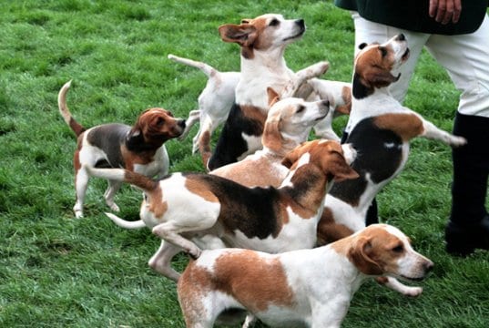 A happy pack of Harriers at the Royal Norfolk ShowPhoto by: Karen Roehttps://creativecommons.org/licenses/by/2.0/