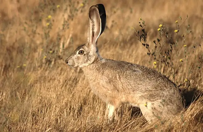Beautiful Jackrabbit - notice how his coloring blends in with the grass