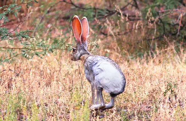 Jackrabbit racing across the clearing