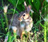 Кролик останавливается в травянистой подлеске