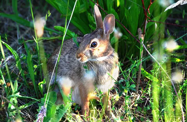 Jackrabbit pausing in the grassy undergrowth