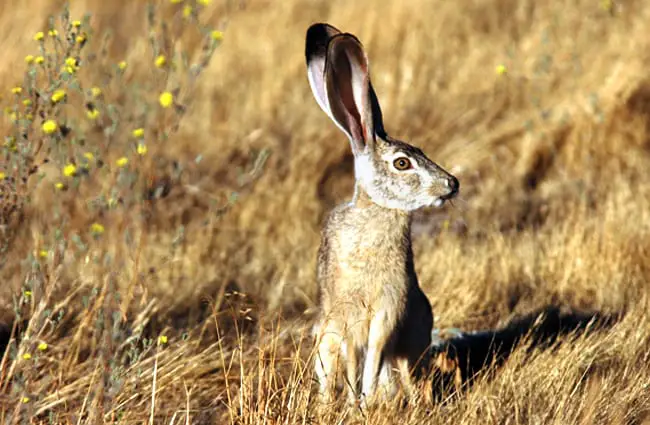 Jackrabbit checking for predators