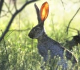 Jackrabbit Resting In The Shade Of A Tree