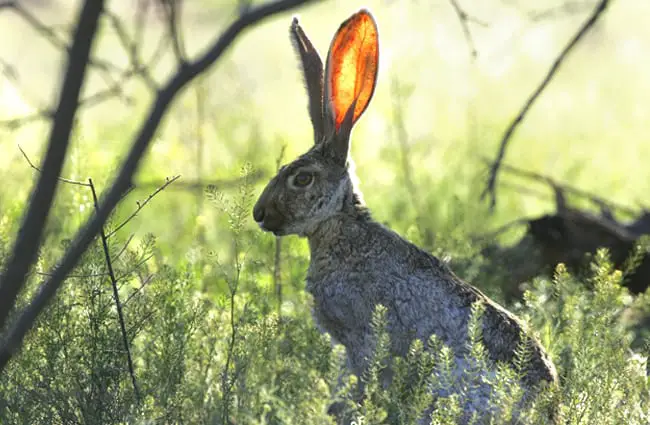 Jackrabbit resting in the shade of a tree