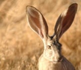 Beautiful Jackrabbit - Notice His Very Long Ears!