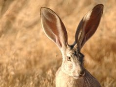Beautiful Jackrabbit - notice his very long ears!