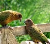 Kea Conversations ... These Social Birds Love To Chatphoto By: Maria Hellstromhttps://Creativecommons.org/Licenses/By-Sa/2.0/