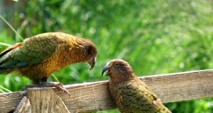 Kea conversations ... these social birds love to chatPhoto by: Maria Hellstromhttps://creativecommons.org/licenses/by-sa/2.0/