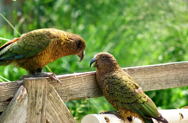 Kea conversations ... these social birds love to chatPhoto by: Maria Hellstromhttps://creativecommons.org/licenses/by-sa/2.0/