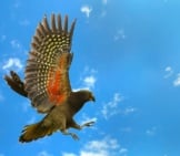 Kea Coming In For A Landing Photo By: Ben Https://Creativecommons.org/Licenses/By-Sa/2.0/ (Background Added)