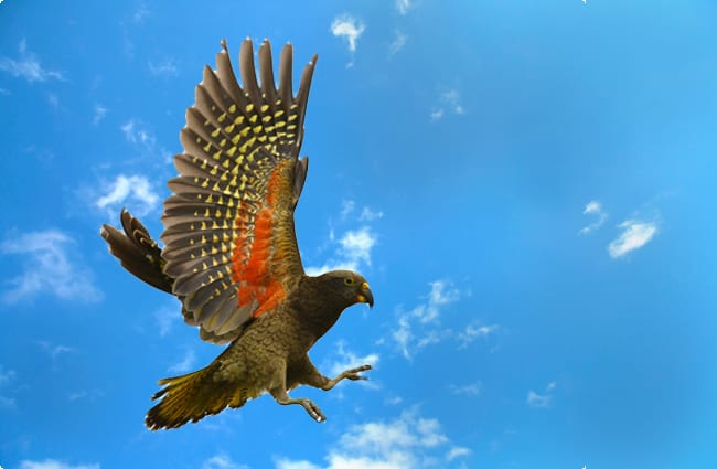 Kea coming in for a landing Photo by: Ben https://creativecommons.org/licenses/by-sa/2.0/ (background added)