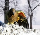 Kea Showing Off The Colorful Underside Of His Wings