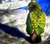 Bright Back Plumage Of A Kea In The Snow