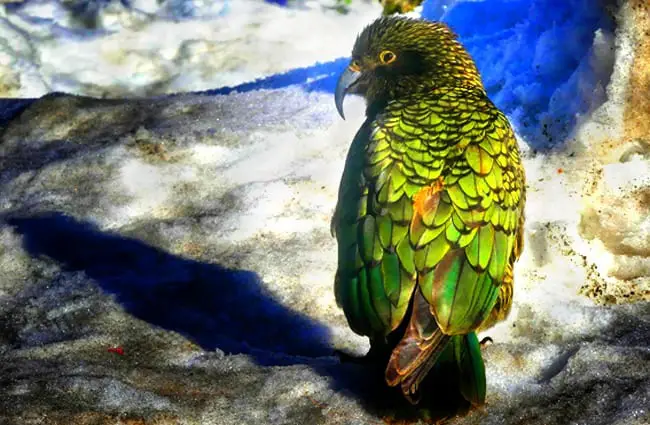 Bright back plumage of a Kea in the snow