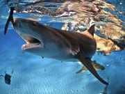 Lemon Shark reaching for a fish, off the coast of the BahamasPhoto by: (c) FAUP www.fotosearch.com