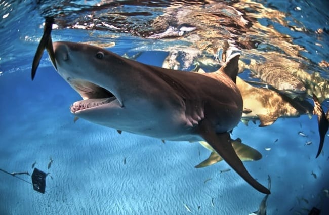 Лимонная акула тянется за рыбой у берегов Багамских острововФото: (c) FAUP www.fotosearch.com