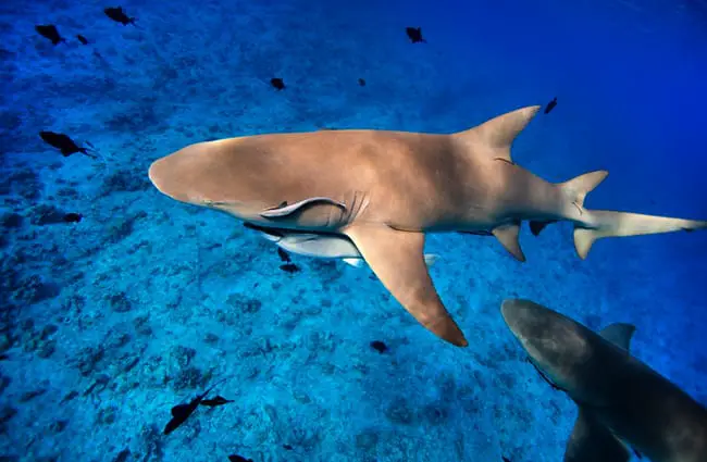 Lemon Shark swimming among fish in Pacific ocean Photo by: (c) shalamov www.fotosearch.com