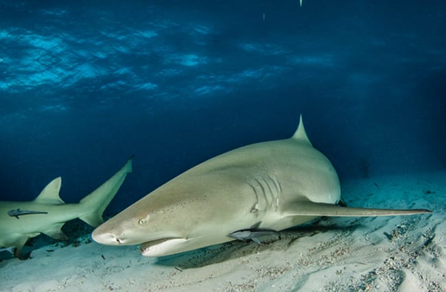 Lemon Shark skimming the ocean floor Photo by: (c) Divepics www.fotosearch.com