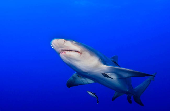 Lemon Shark off the coast of Florida Photo by: Wilfred Hdez https://creativecommons.org/licenses/by/2.0/