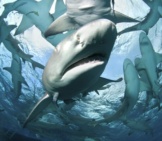 Lemon Shark In The Bahamas Photo By: (C) Faup Www.fotosearch.com