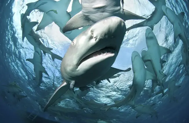 Lemon Shark in the Bahamas Photo by: (c) FAUP www.fotosearch.com