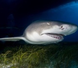 Lemon Shark On A Night Dive Off Tiger Beach In The Bahamas Photo By: (C) Hakbak Www.fotosearch.com
